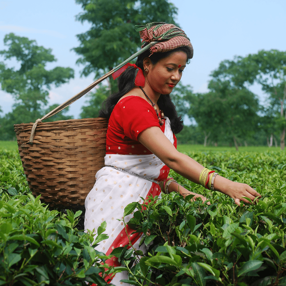 Soul of Assam