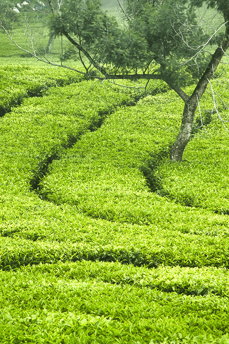 Assam in Every Frame